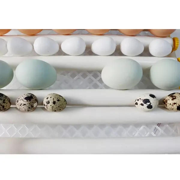 Incubadora de 16 huevos, 30 W, con indicador de temperatura LED y ventilador integrado para aves de corral