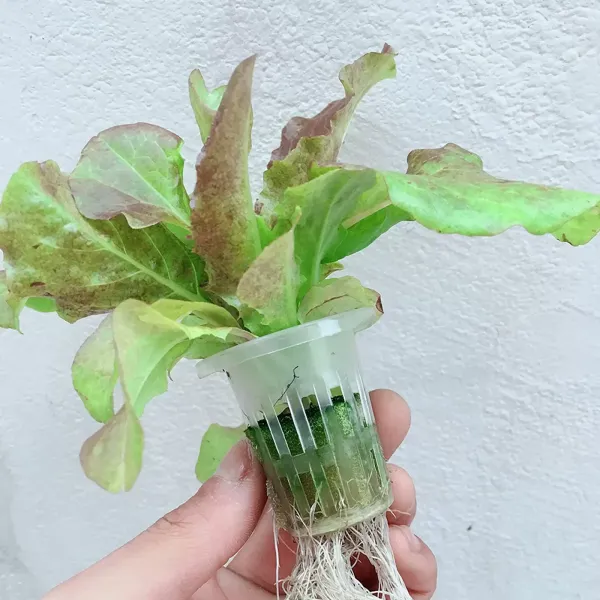 Sistema hidropónico de dos capas con 72 orificios para balcón, Kit de cultivo hidropónico para verduras, ensalada ，PVC para el hogar