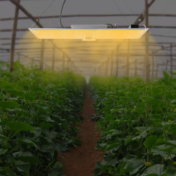 Luces de cultivo LED, luces de cultivo para interiores, tienda de cultivo 3x5 2x4, diodos y controladores LM301B de espectro completo Luces de cultivo LED, luces de cultivo para interiores, tienda de cultivo 3x5 2x4, diodos y controladores LM301B de espectro completo
