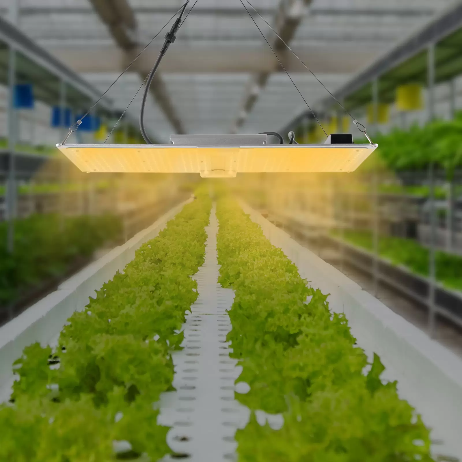 Luces de cultivo LED, luces de cultivo para interiores, tienda de cultivo 3x5 2x4, diodos y controladores LM301B de espectro completo