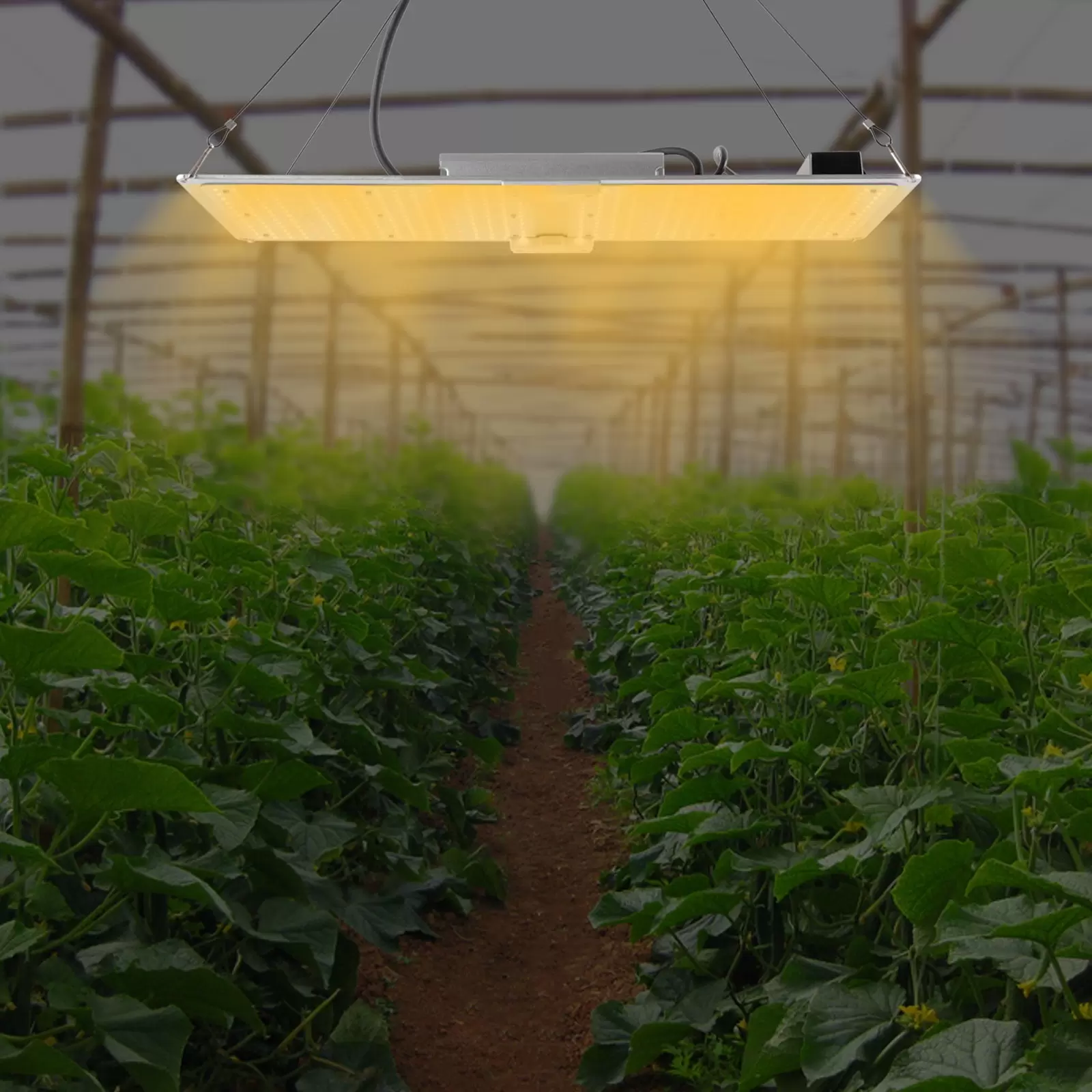 Luces de cultivo LED, luces de cultivo para interiores, tienda de cultivo 3x5 2x4, diodos y controladores LM301B de espectro completo
