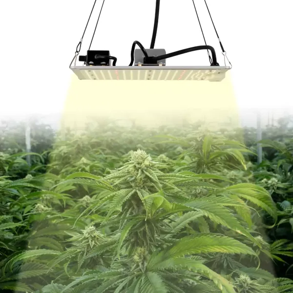Lámpara LED de espectro completo para plantas con luz LED LM301B y controlador regulable, 110w, luz de crecimiento para vegetales y flores