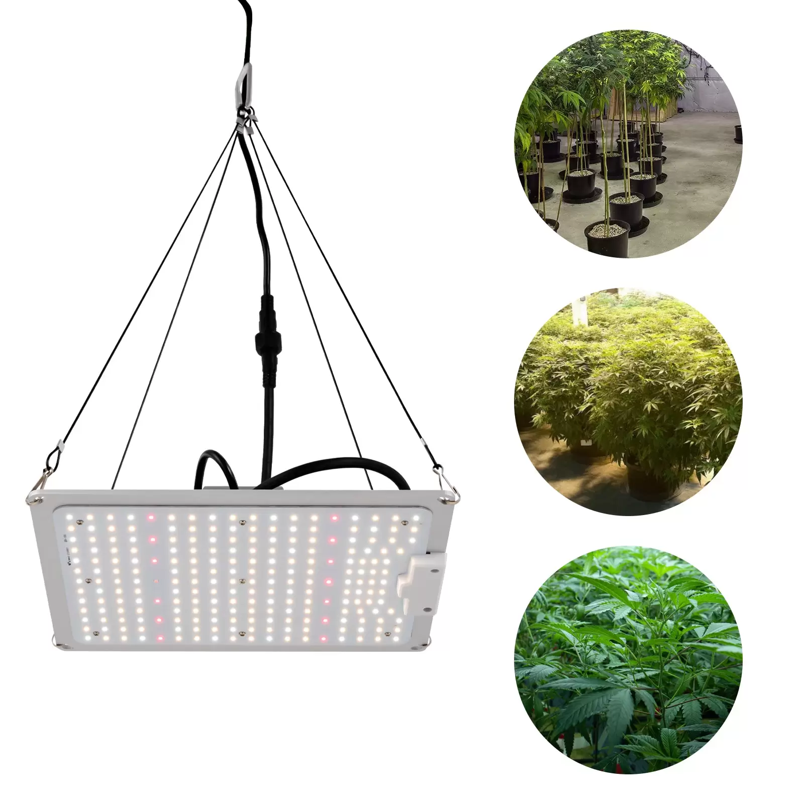 Lámpara LED de espectro completo para plantas con luz LED LM301B y controlador regulable, 110w, luz de crecimiento para vegetales y flores